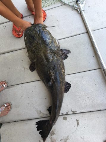 Spring Catfish off Docks